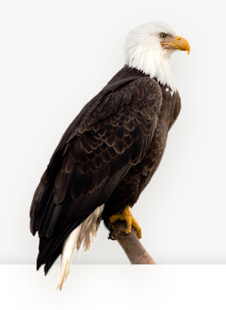 Adler